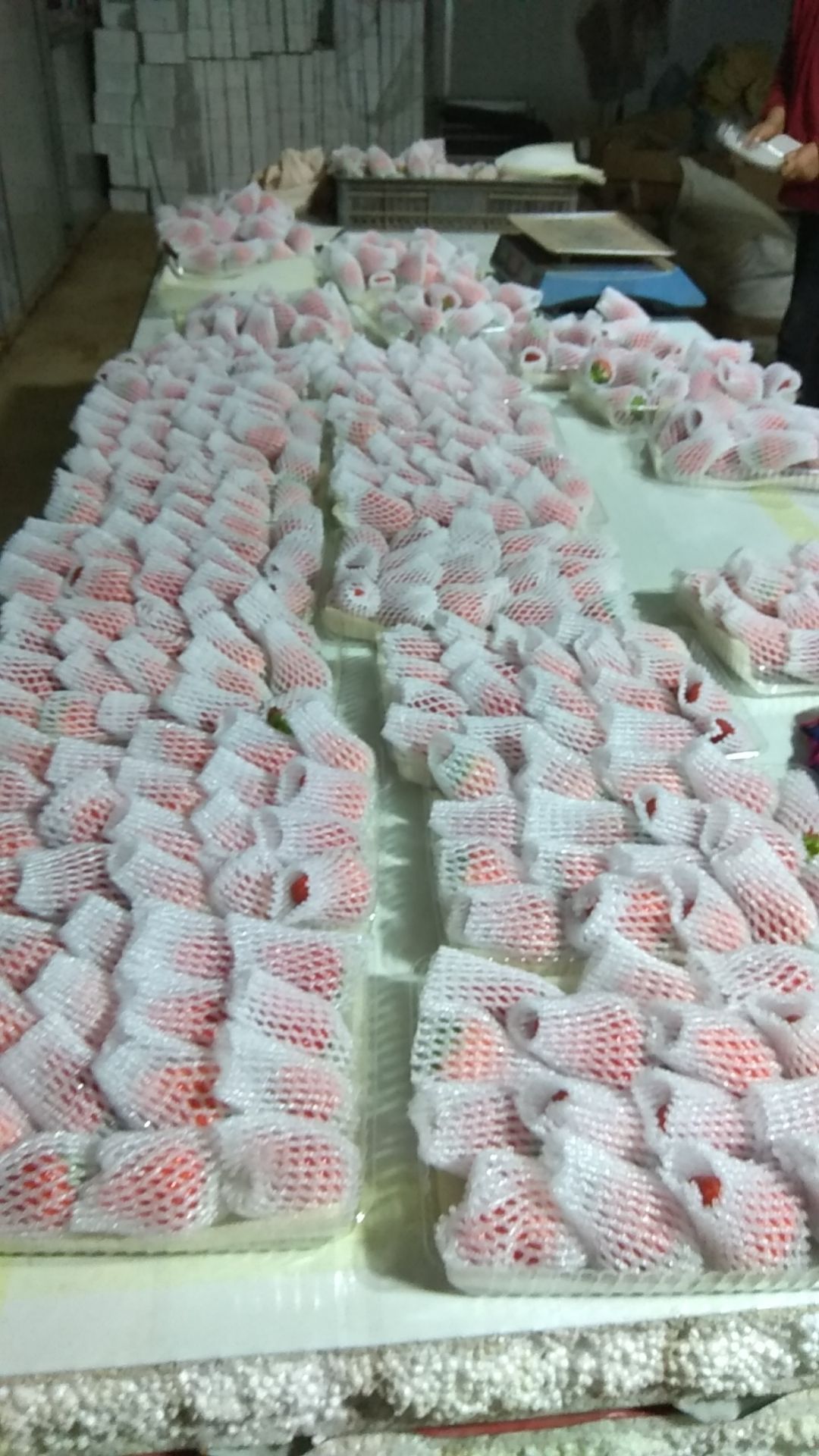 白雪草莓  辽宁庄河生态99草莓