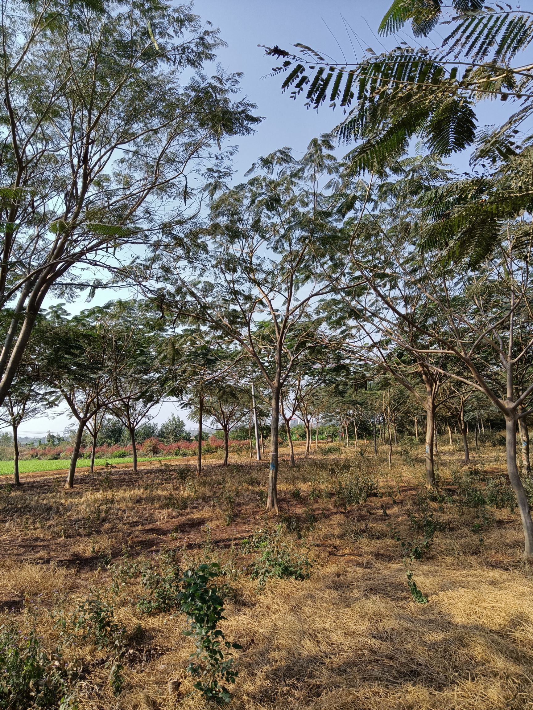 凤凰木树  凤凰树