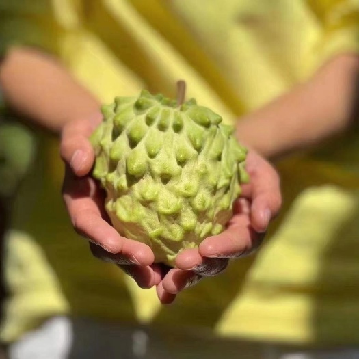 米易县释迦果