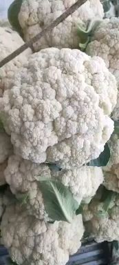 瑞安市白花菜花  温州散花松花乳白小米粒产地直发