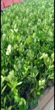 黄美人柑橘苗  品种保证，苗木基地，证件齐全，可以签合同，可
