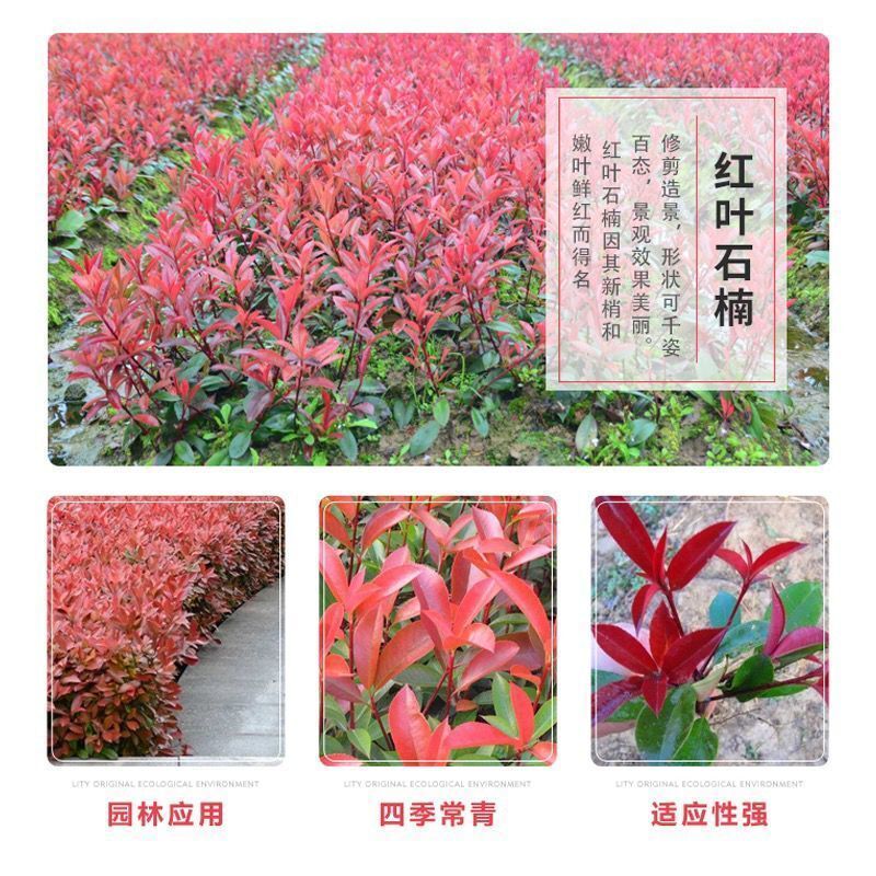 红叶石楠绿化苗 四季常青庭院绿化苗木 树苗红罗宾红叶石楠篱笆