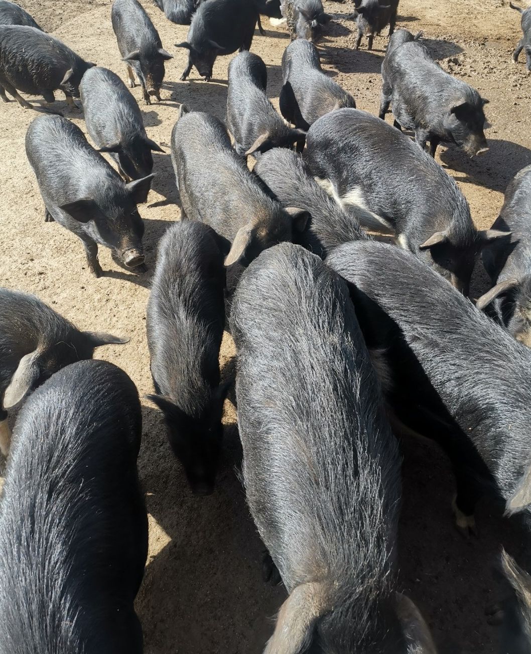 土猪肉  岭南跑山黑猪