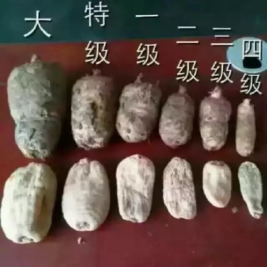 彝良县红天麻 小草坝天麻