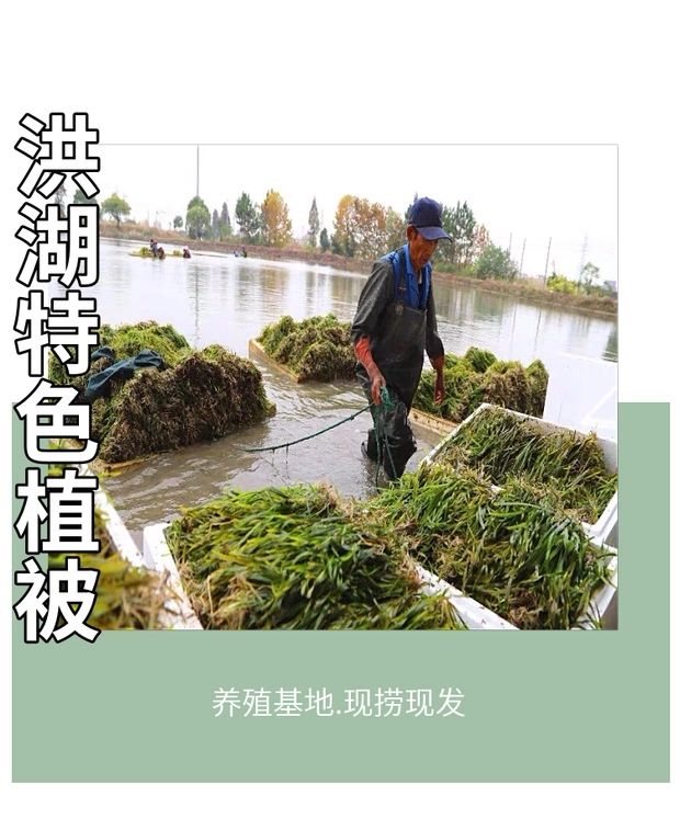  矮生苦草 四季常青水草 扁担草 水体净化 量大价优   耐寒