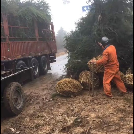 南京5米雪松便宜卖了，价格便宜