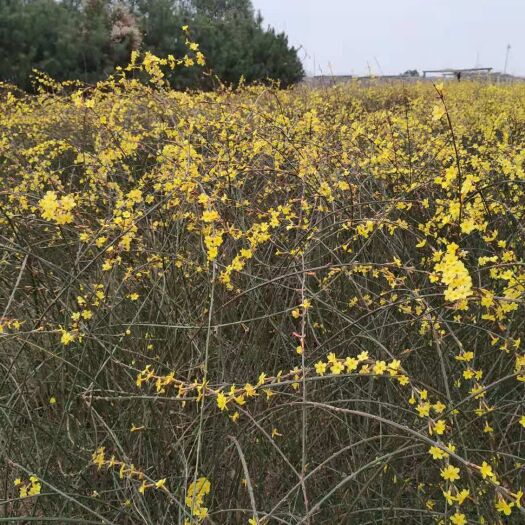迎春花 营养杯迎春花 迎春苗 陕西迎春花 西安迎春杯苗易成活
