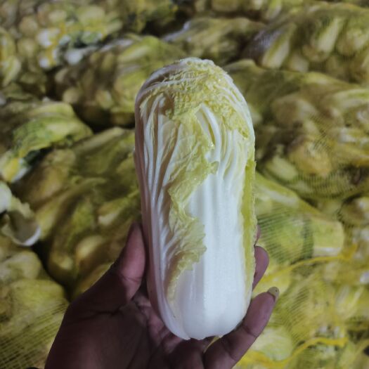 通许县 小娃娃菜，精品！黄心，