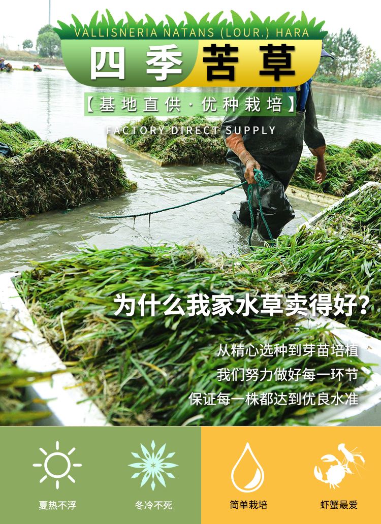  矮生苦草 四季常青水草 扁担草 水体净化 量大价优   耐寒