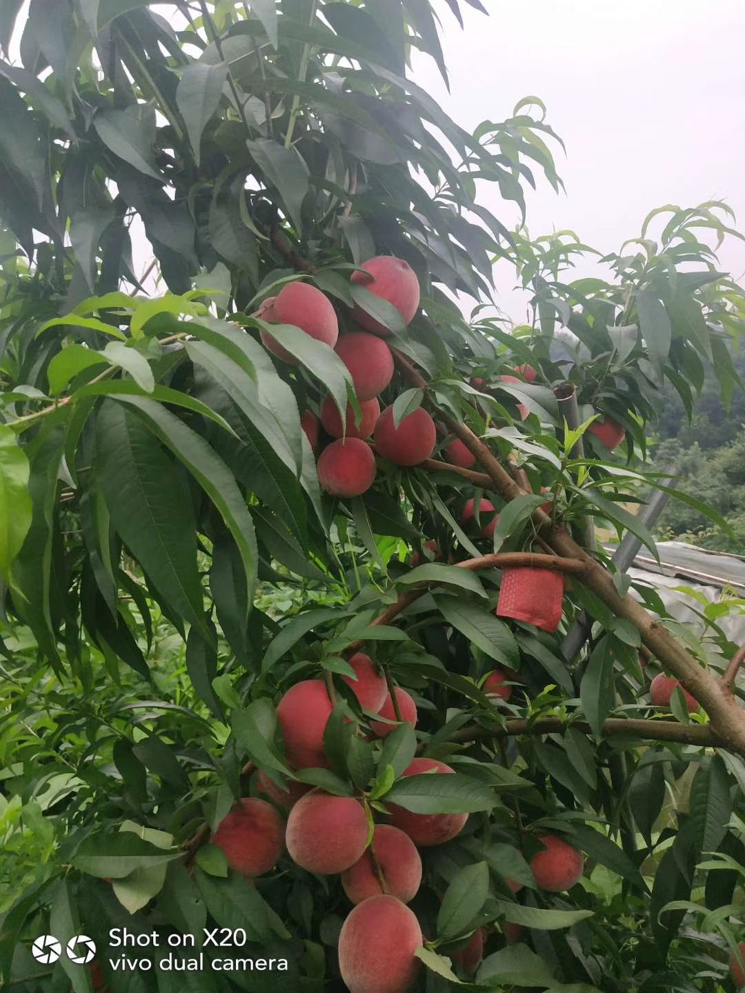 桃树苗  极早熟水蜜桃  脱骨红桃3～7两 大果味甜特丰产