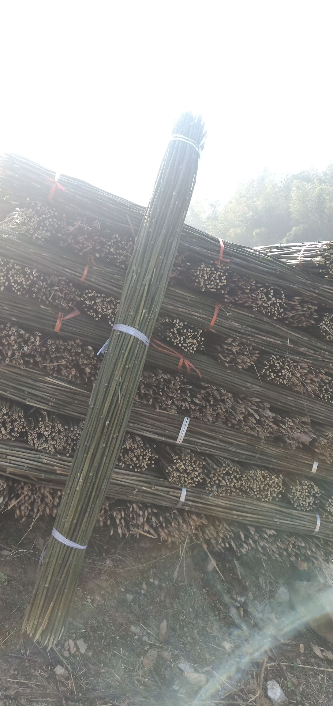 麻竹  菜架竹，绿化杆 要什么规格都有。保质保量