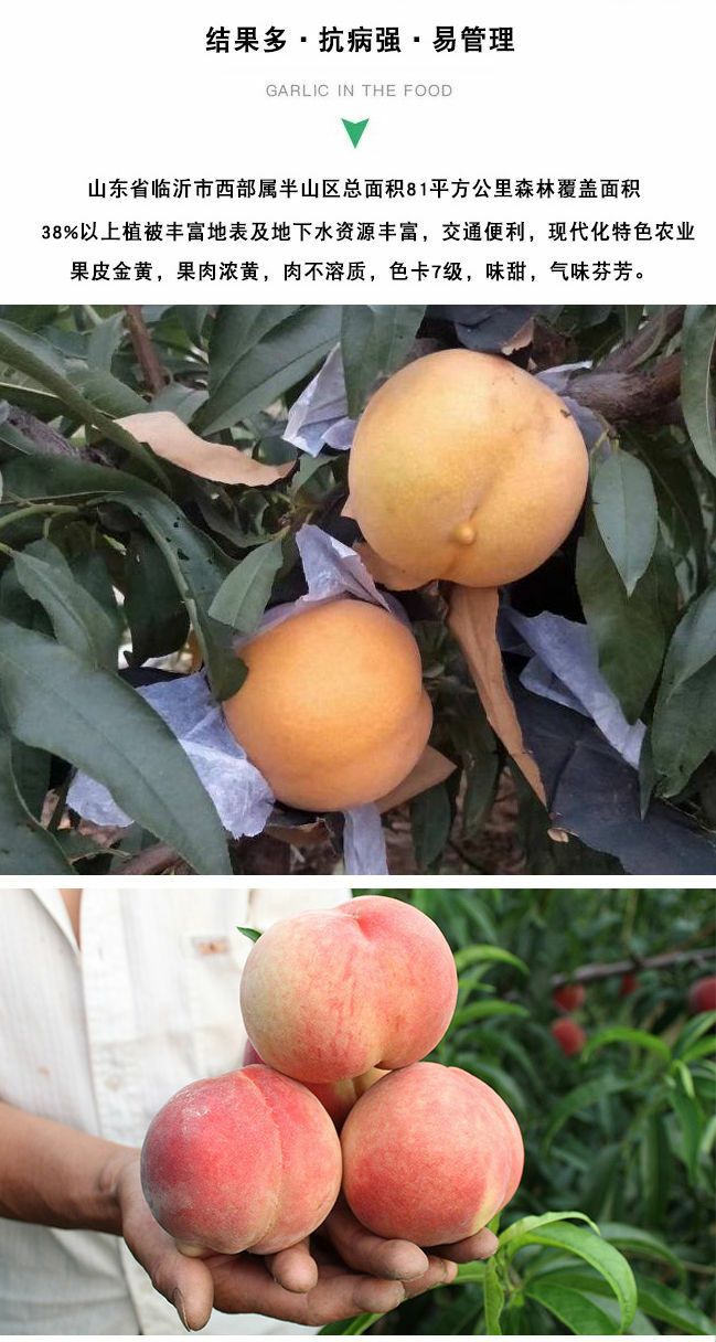 贵妃红桃种苗  精品桃树种苗，精品各规格各品种桃树，果艳苗壮，抗病能力强