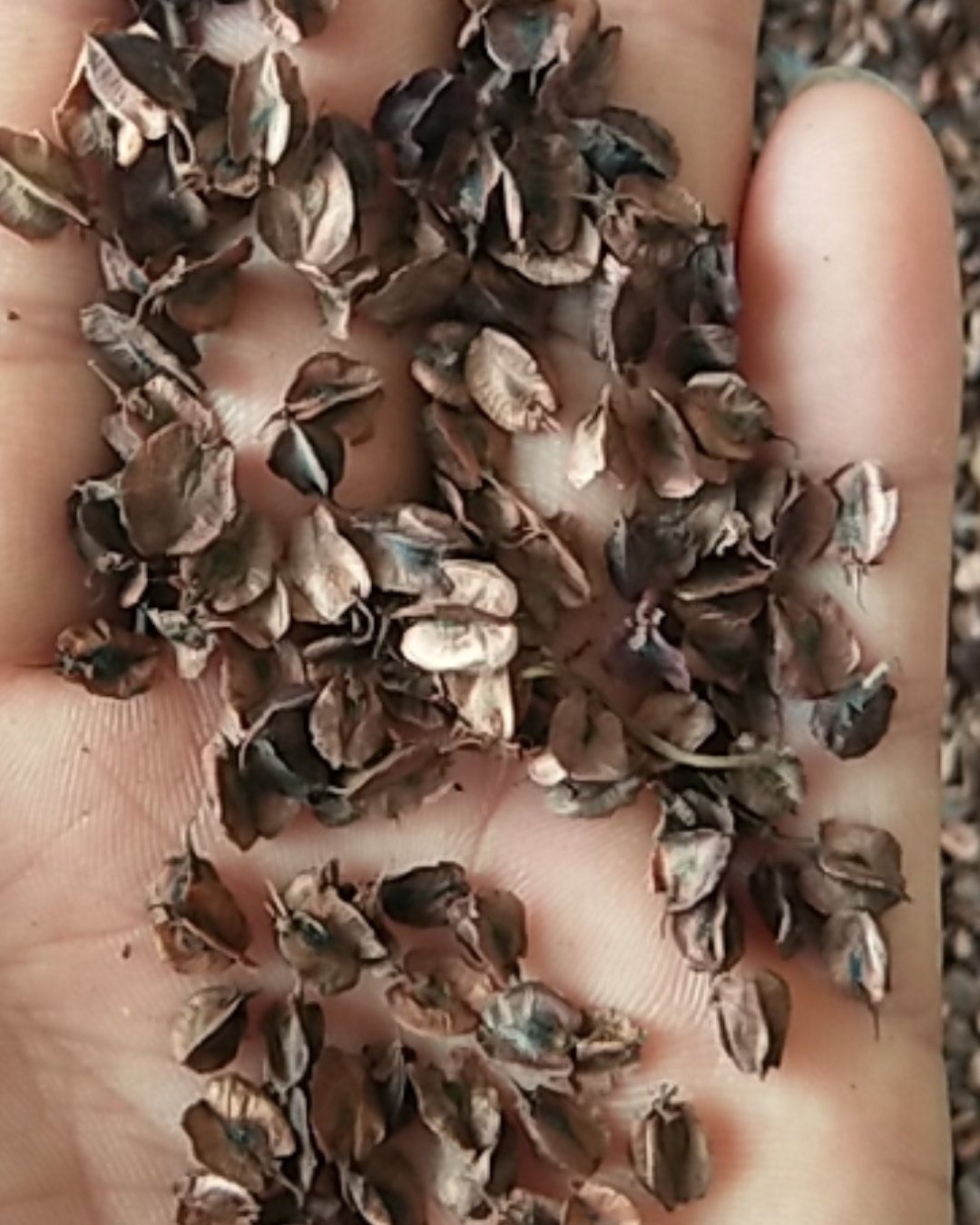 大黄种子 大黄籽 马蹄大黄子， 10斤以上非边远地区包邮！