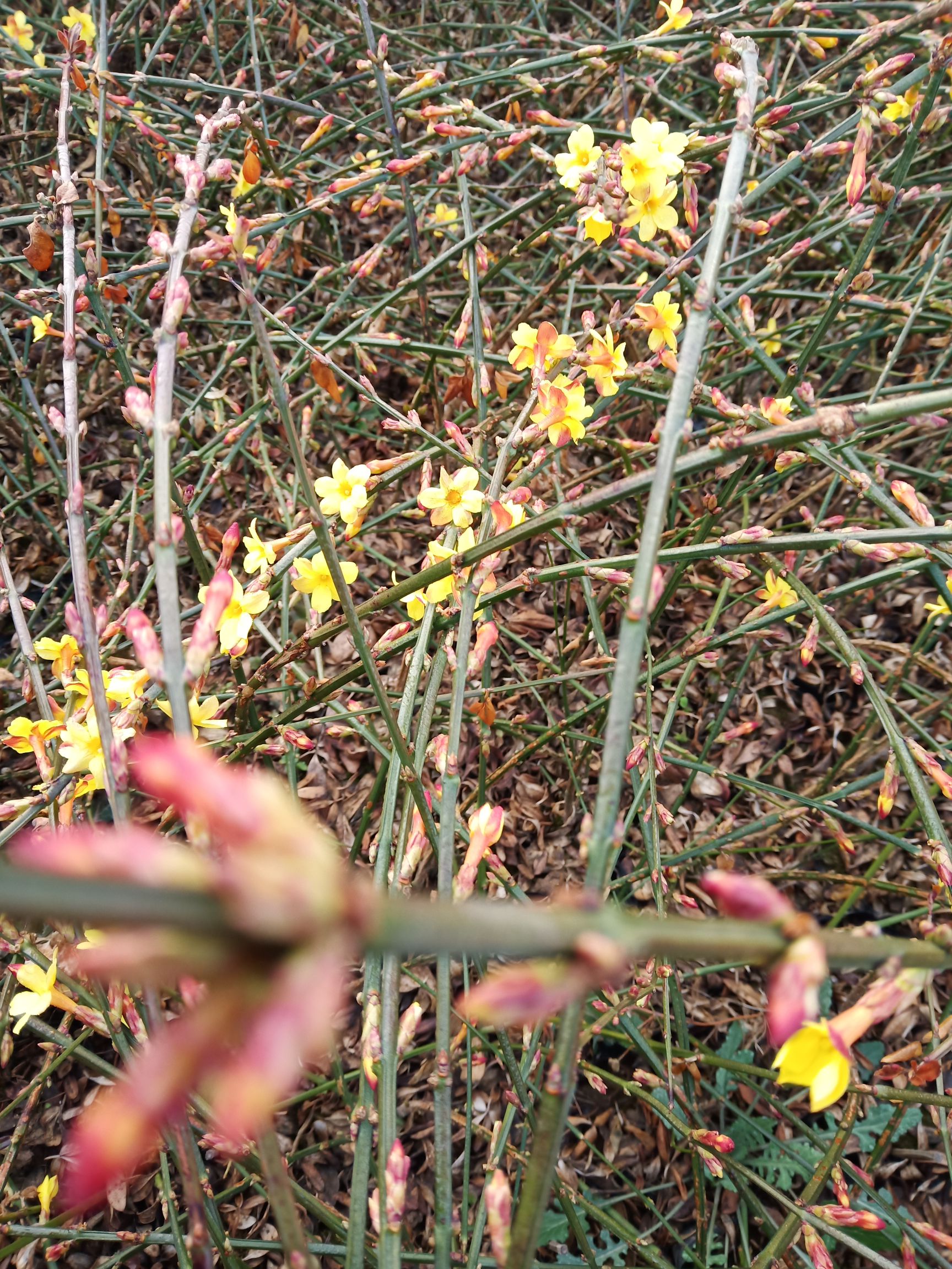 迎春花 营养杯迎春花 迎春苗 陕西迎春花 西安迎春杯苗易成活