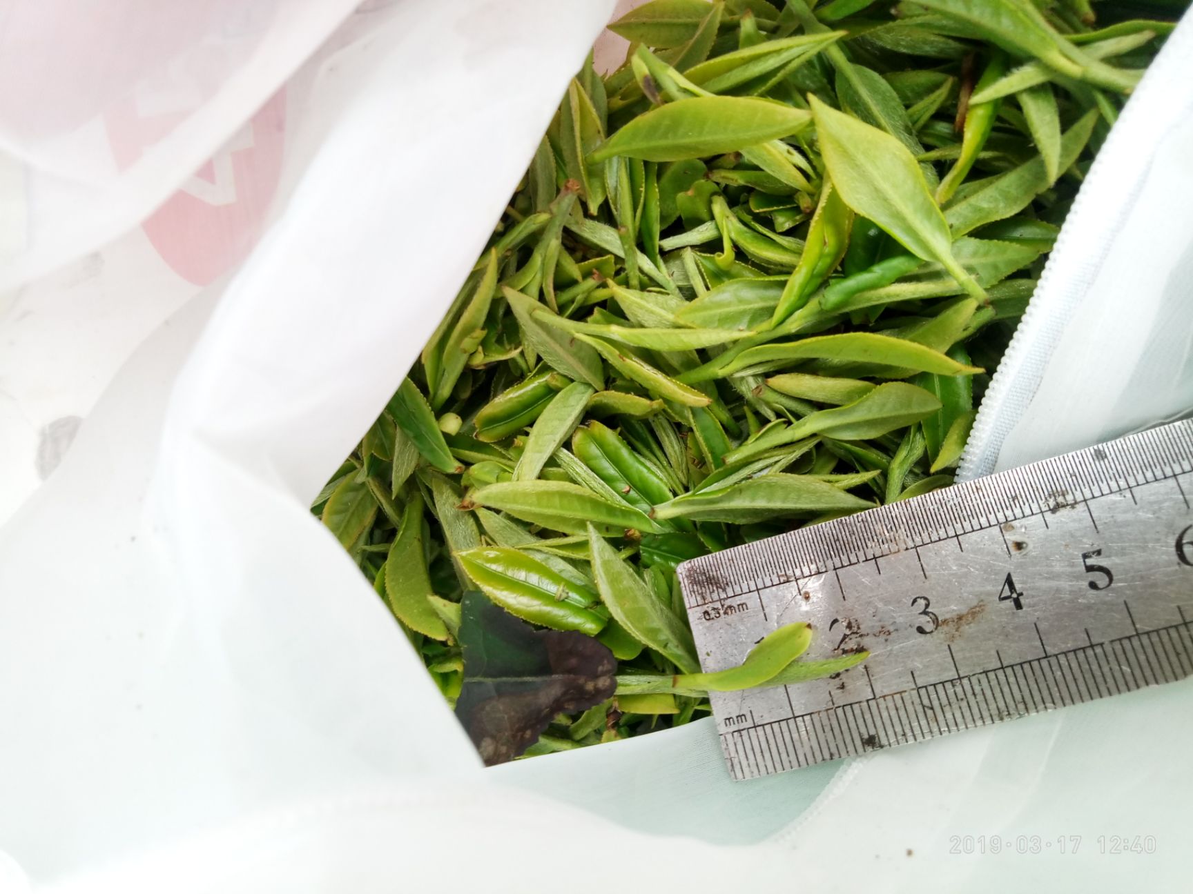款江诚盛海采茶机 剪茶机分离老叶和单片