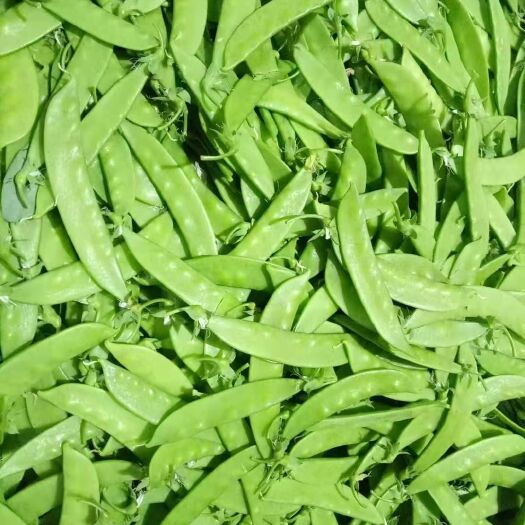 建水县荷兰豆
