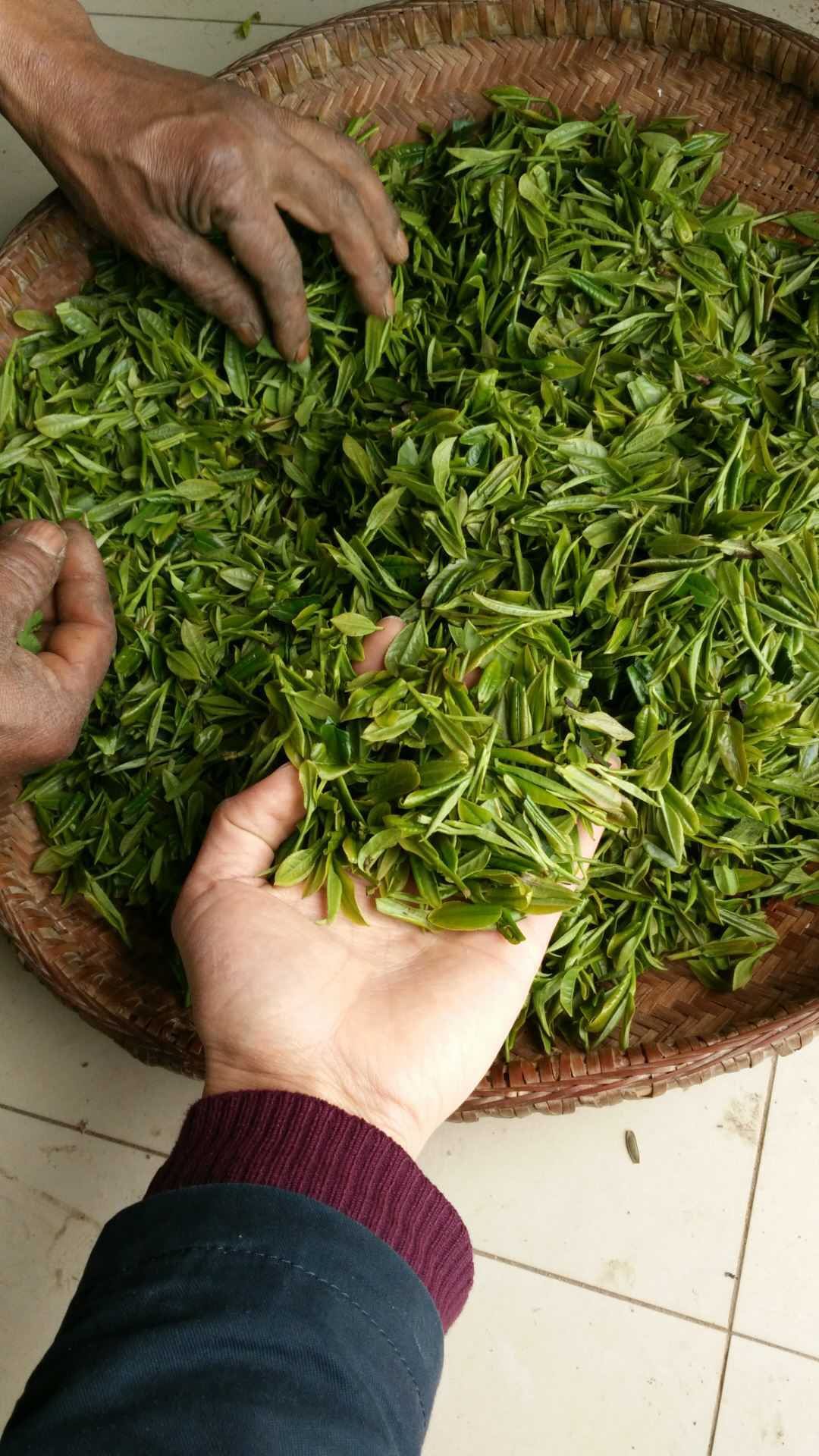 款江诚盛海采茶机 剪茶机分离老叶和单片