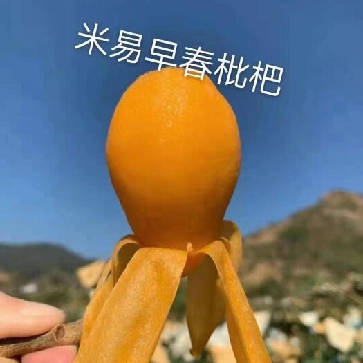 米易县米易枇杷   位于北纬26度日照充足   让果味浓郁