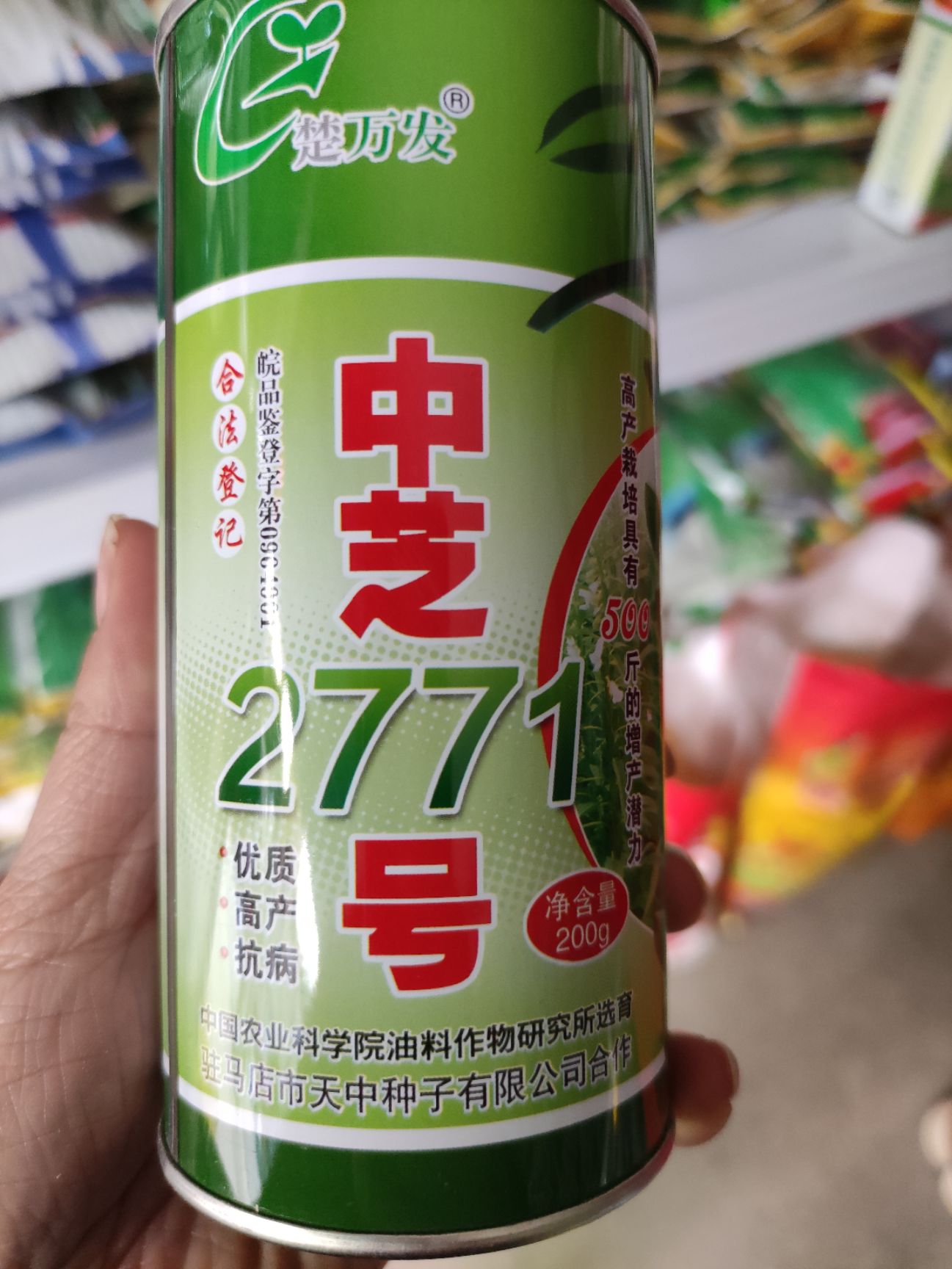武汉中芝2771号芝麻200克优质高产抗病  白芝麻种子