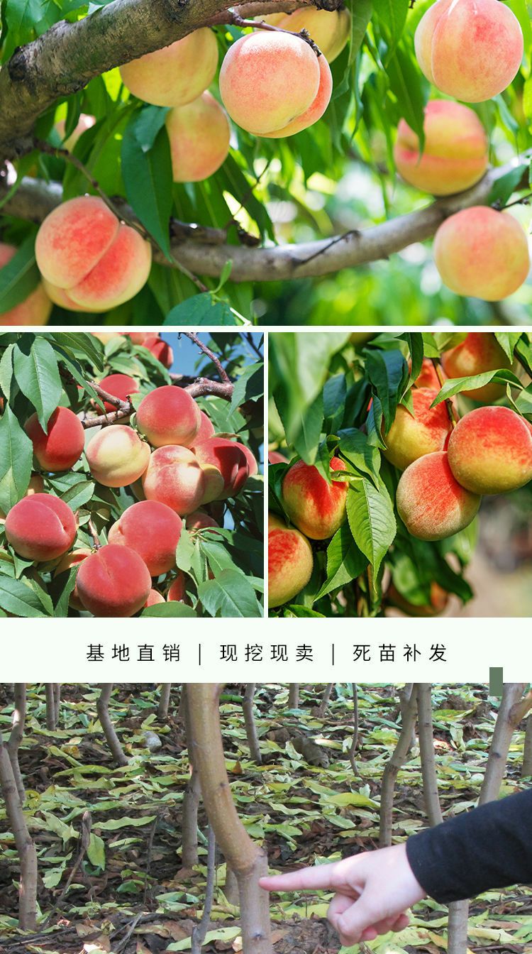 贵妃红桃种苗  精品桃树种苗，精品各规格各品种桃树，果艳苗壮，抗病能力强