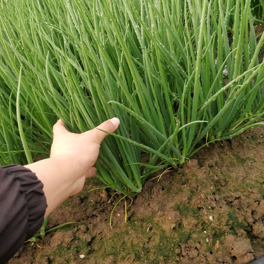 遂溪县现有大量香葱出售，当日采摘，品质有保证。