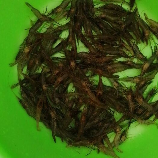 大化县青虾 广西大化红水河，虾