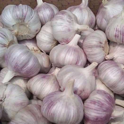 深圳山东金乡大蒜
