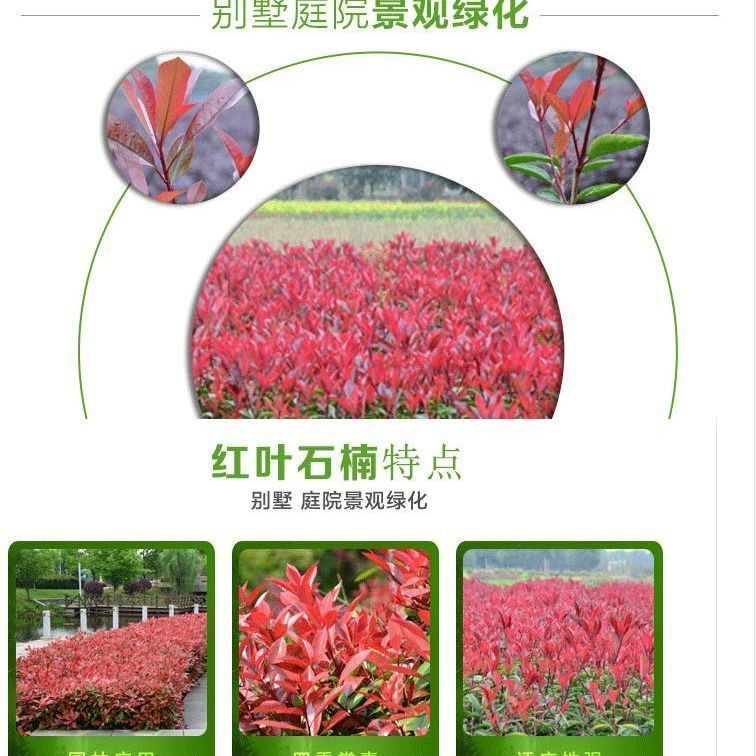 红叶石楠绿化苗 四季常青庭院绿化苗木 树苗红罗宾红叶石楠篱笆