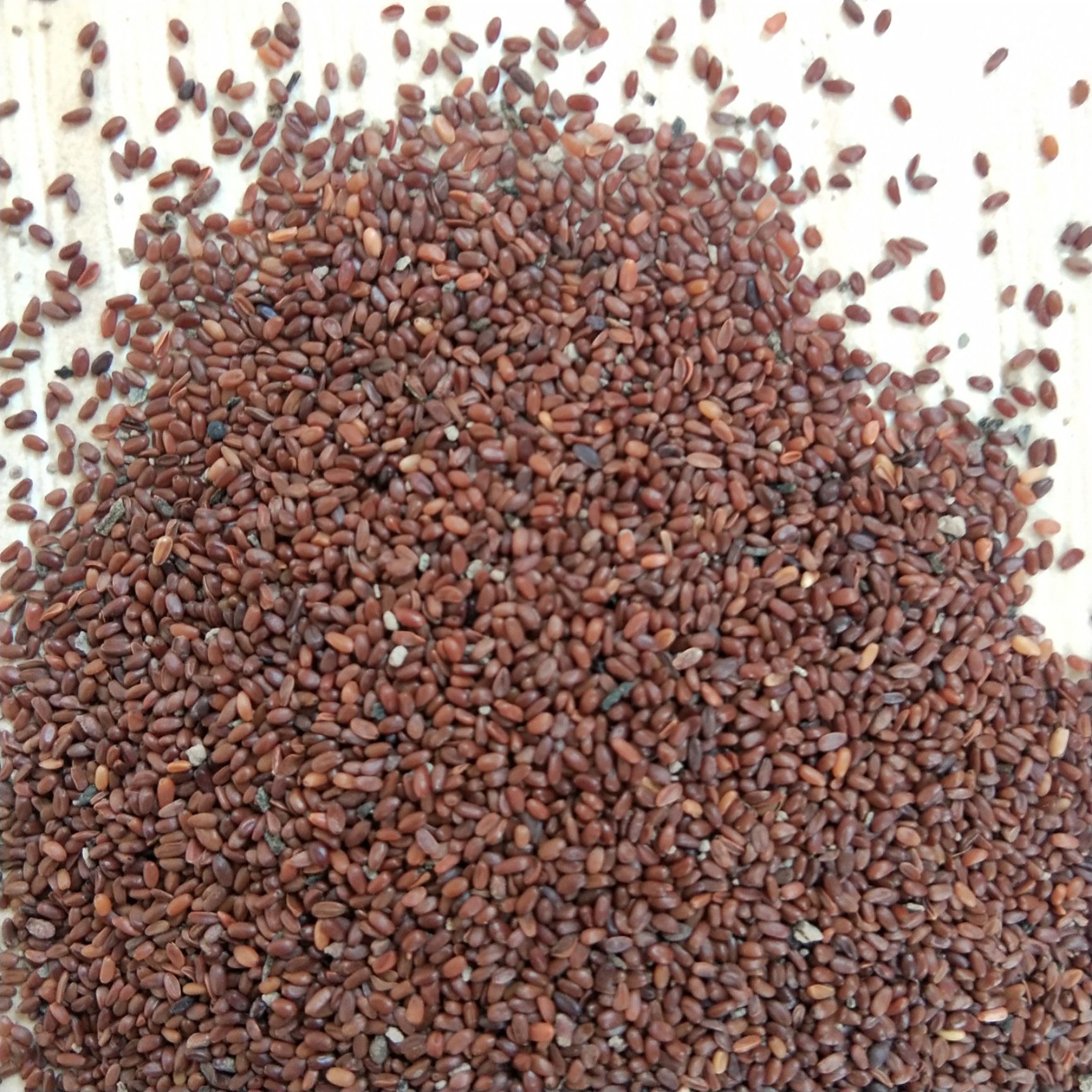 出售新产党参籽 党参种子 纹党参籽 干净无杂 芽率高 论斤卖