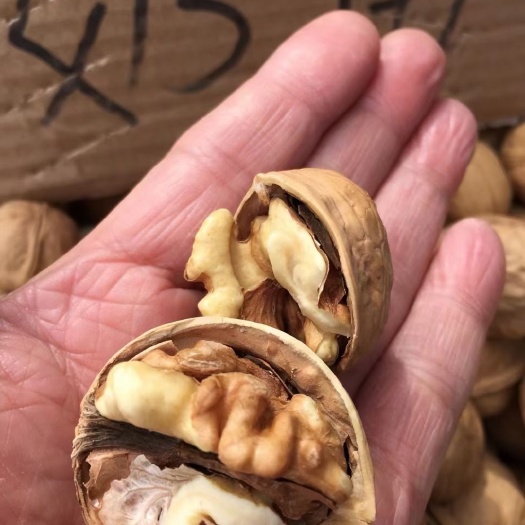 巩留县 新疆纸皮核桃