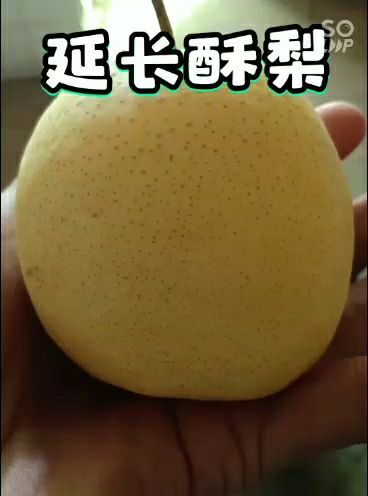 榆林 陕北延长酥梨