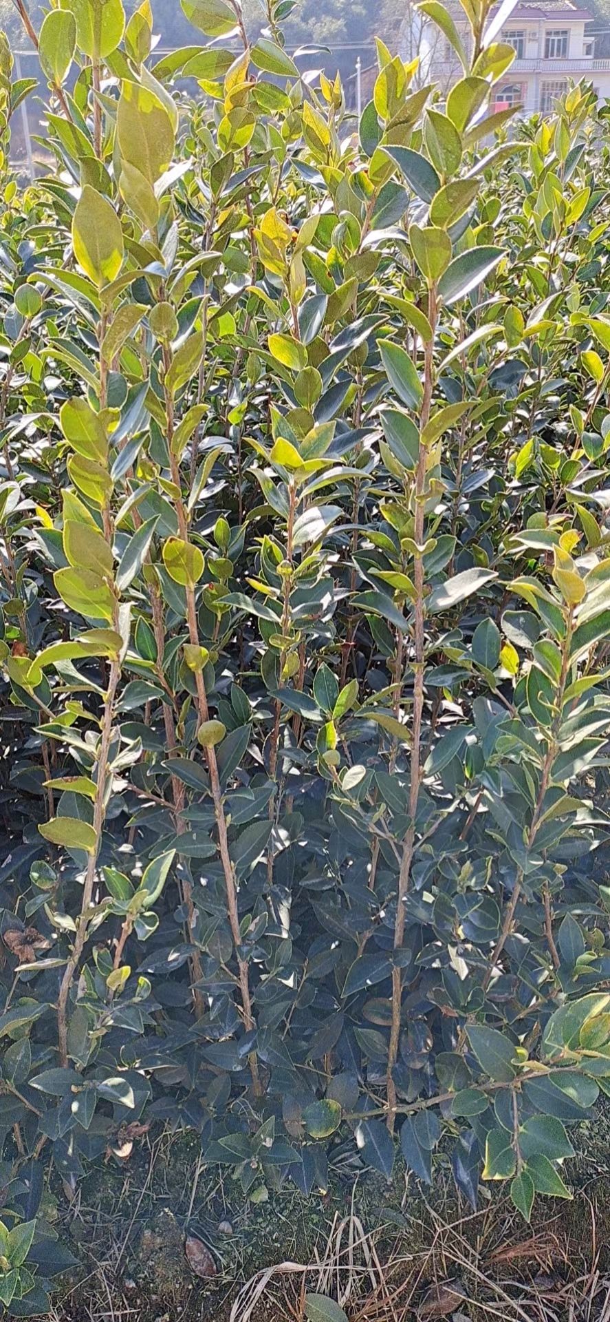 湘林210茶树苗  两年高产嫁接油茶苗