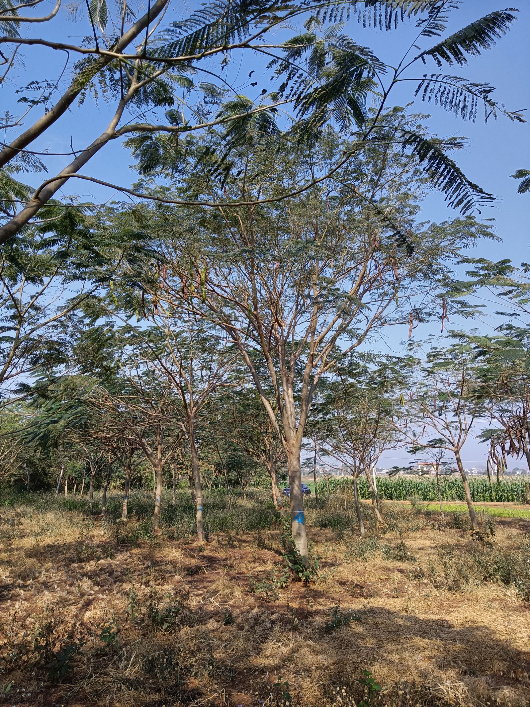 凤凰木树  凤凰树