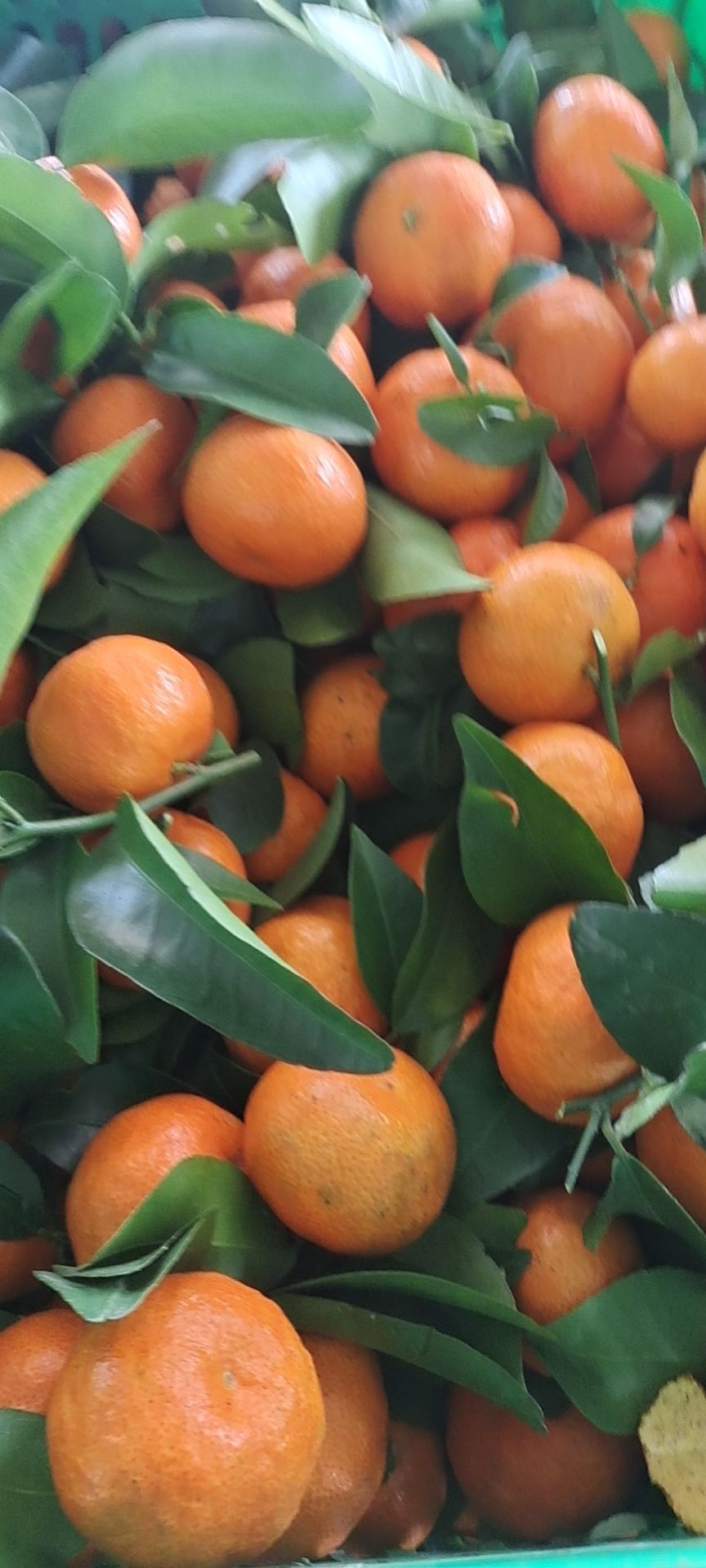 沙糖桔 砂糖橘