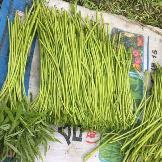 宿迁藜蒿  自家种植户，无公害无污染，去头去叶，净芦蒿杆，口感非常好。