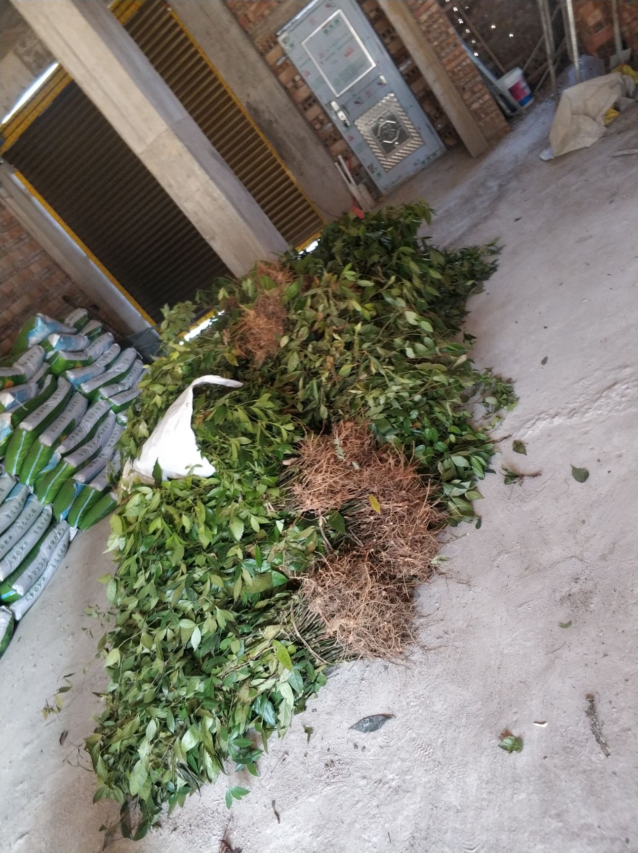 草珊瑚 中药材