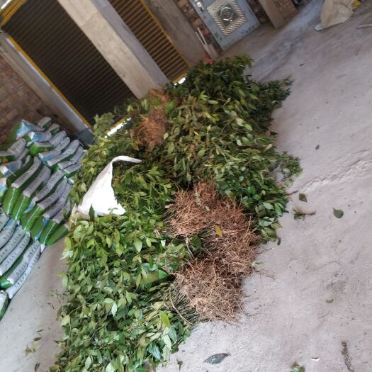 会昌县草珊瑚 中药材