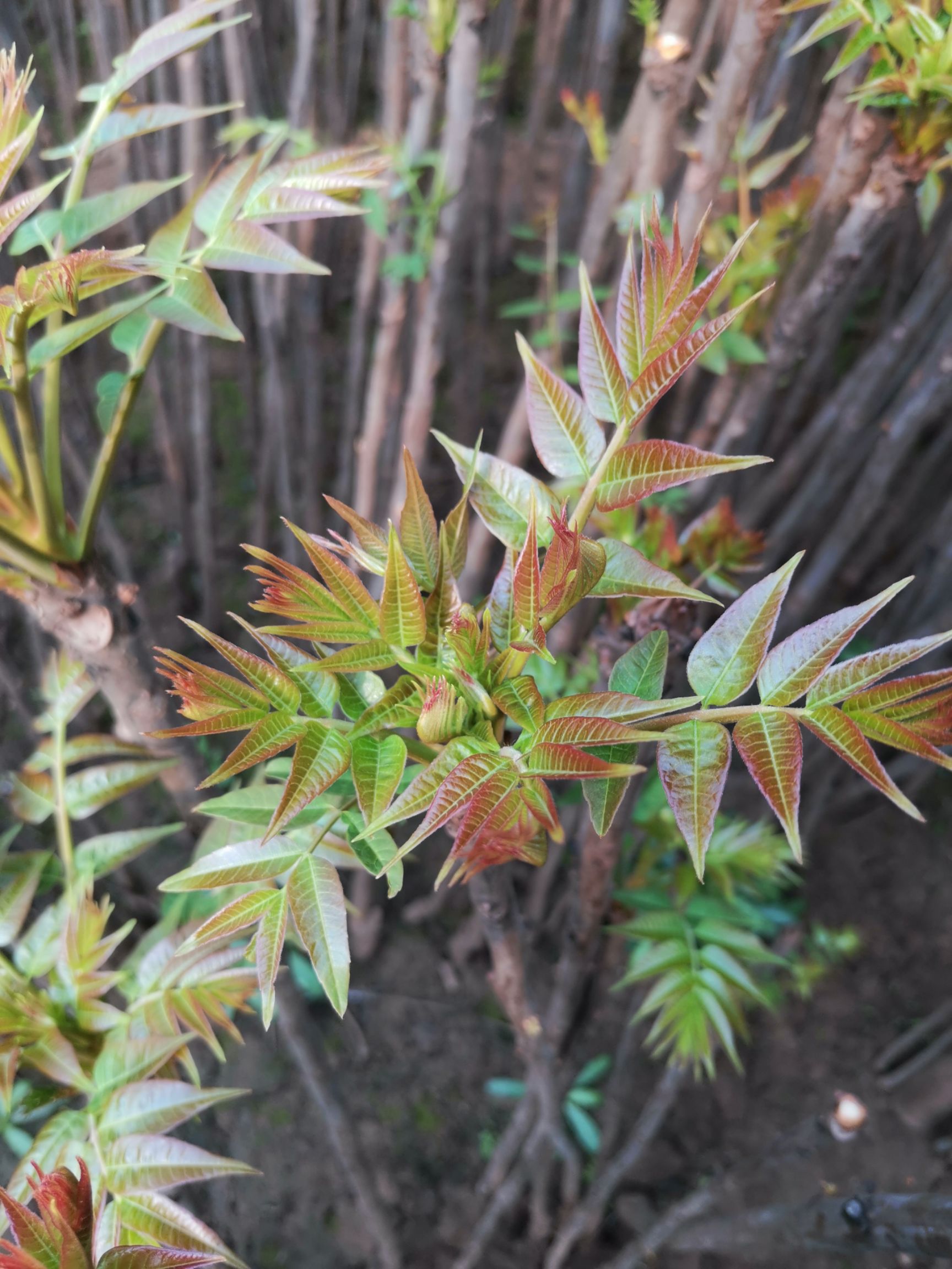 绿香椿芽 红油香椿芽