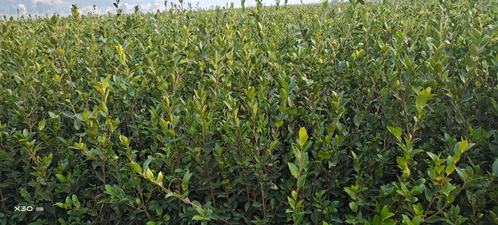 湘林210茶树苗  两年高产嫁接油茶苗