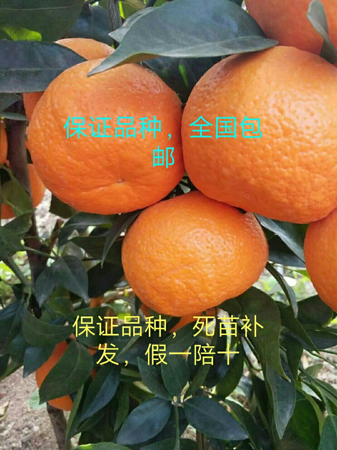 沃柑苗  甜度高水份好留果久