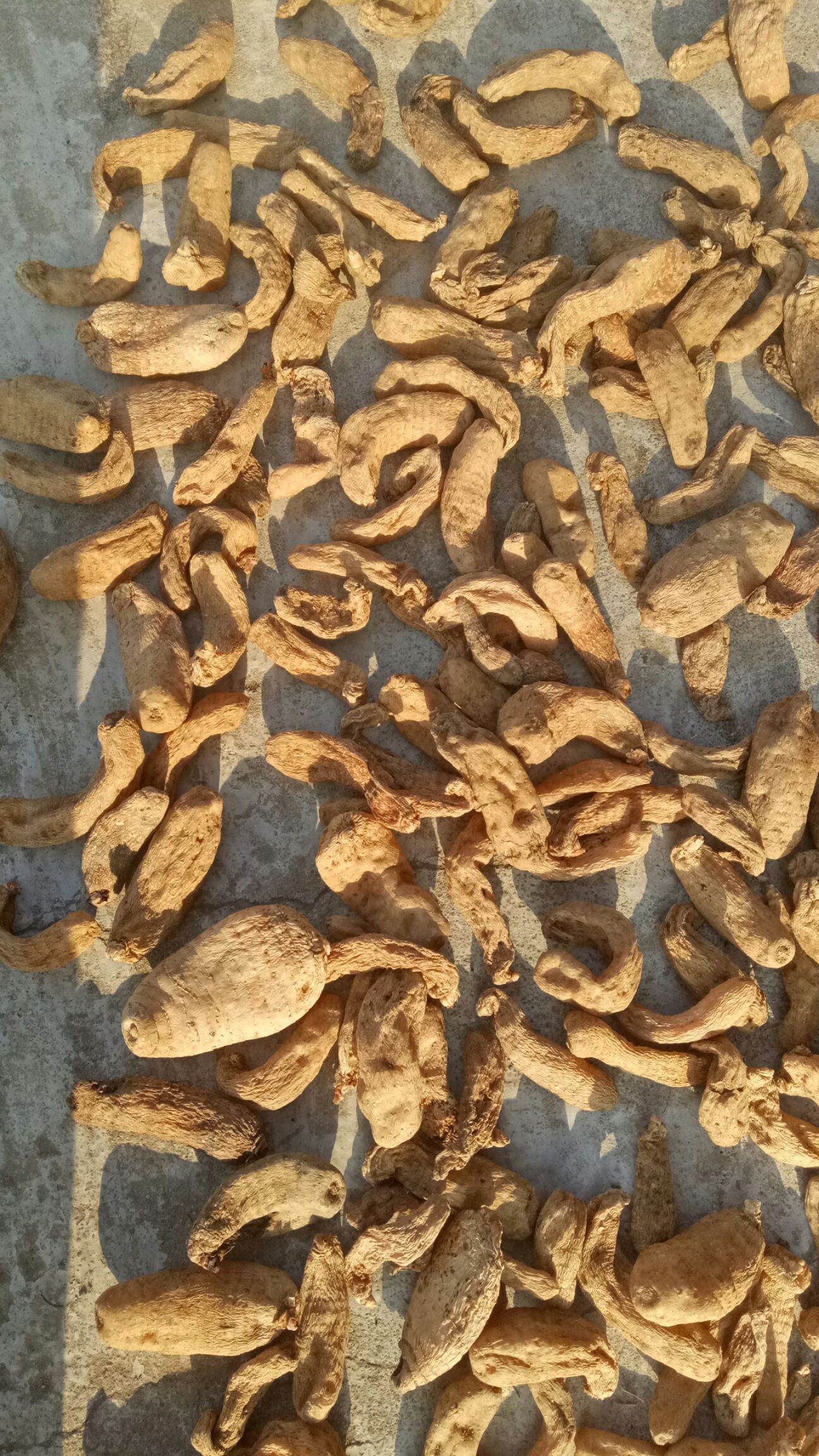 干天麻，物流自然晒干天麻混装货大量发售中