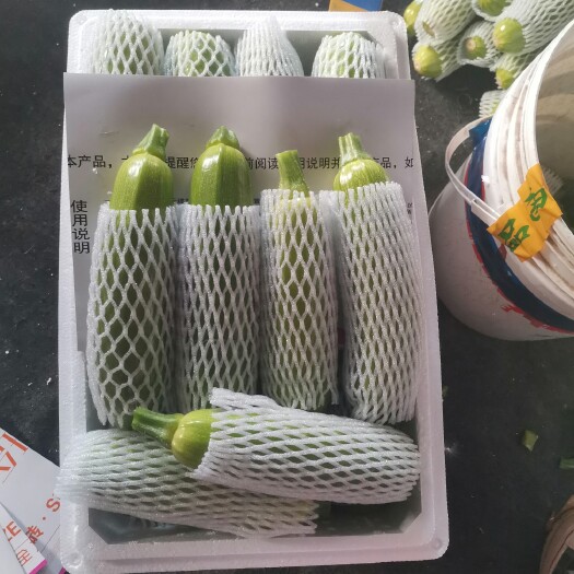 广饶县绿皮西葫芦 1月29号，今天西葫芦掉价，一块七八。有要的客户看过来。