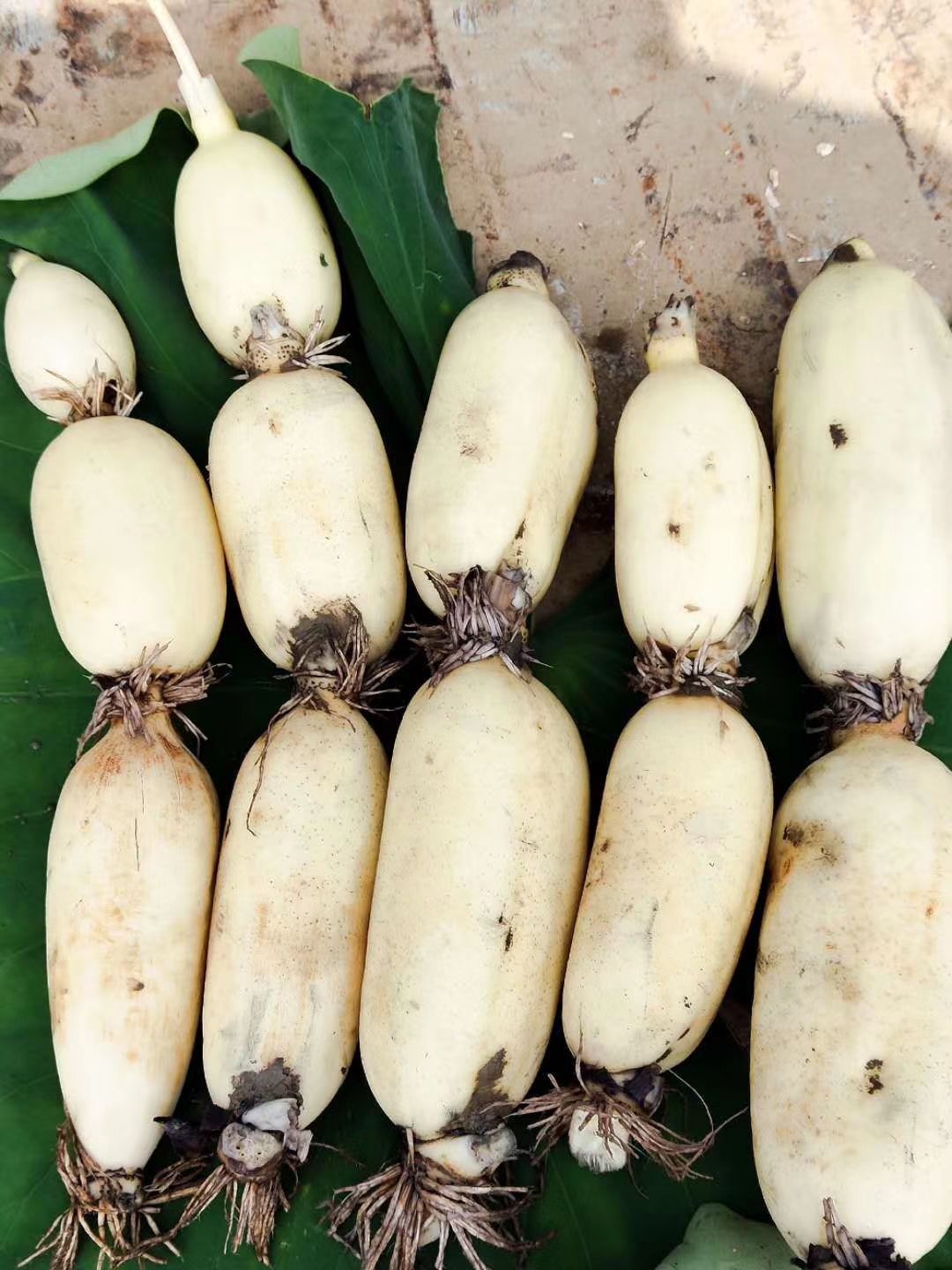 雪莲藕 批发马踏湖白莲藕