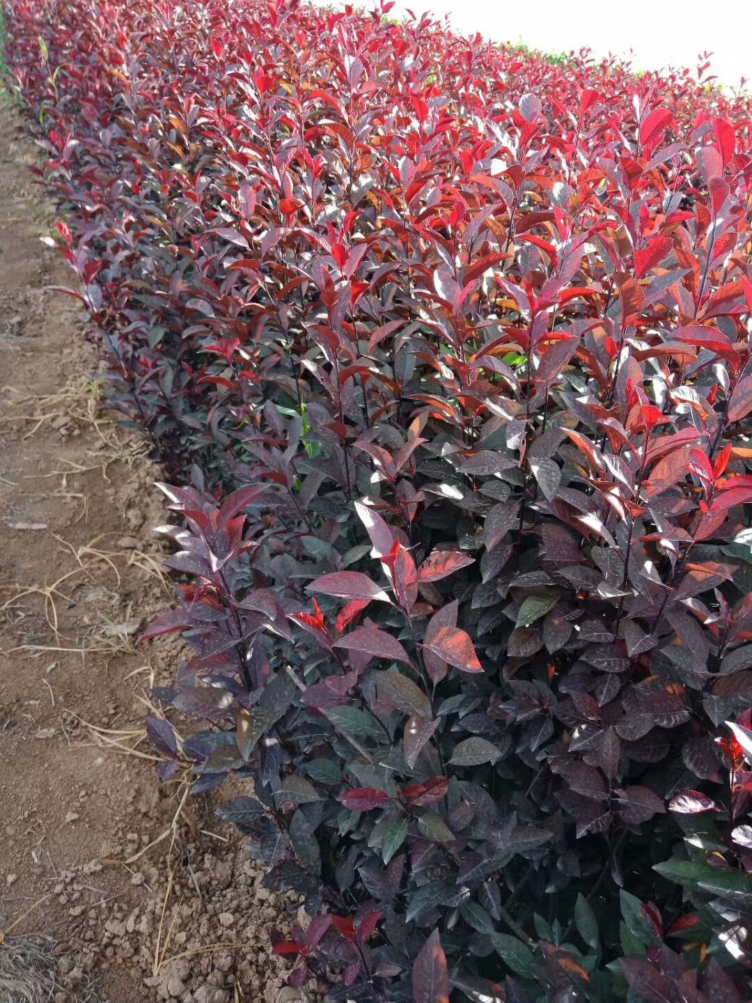 紫叶矮樱 营养杯紫叶矮樱 紫叶矮樱杯苗 陕西紫叶矮樱批发基地