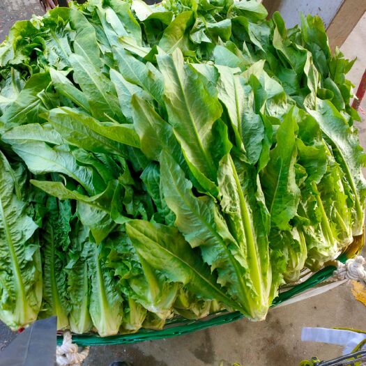 厦门青油麦 可以打包，可以买采购，品种多多