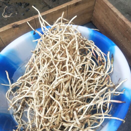织金县鱼腥草根  贵州高原红茎鱼腥草（折耳根)