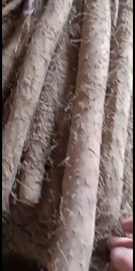 白玉山药 山药产地直供欢迎各位老板们前来采购