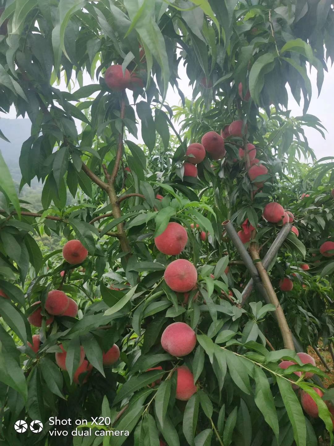 桃树苗  极早熟水蜜桃  脱骨红桃3～7两 大果味甜特丰产