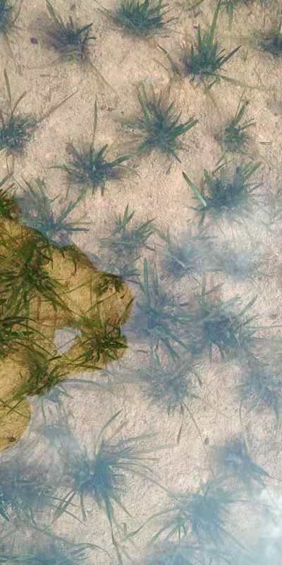  矮生苦草 四季常青水草 扁担草 水体净化 量大价优   耐寒