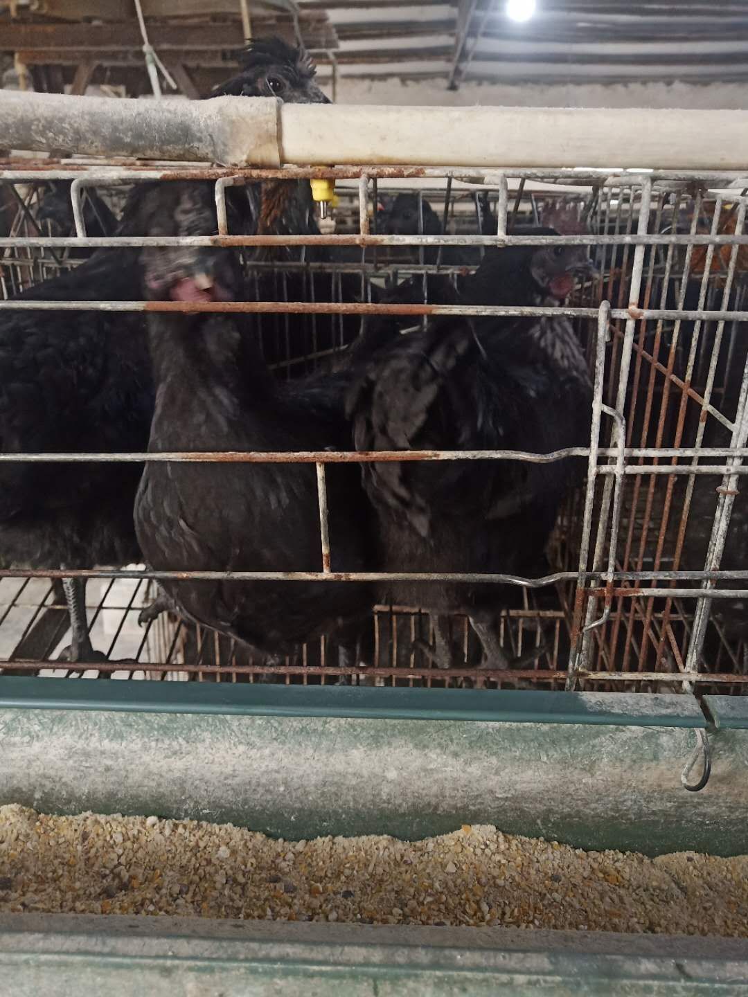 鸡种蛋  五黑种蛋 土鸡蛋受精率高 90以上 提供孵化养殖技术